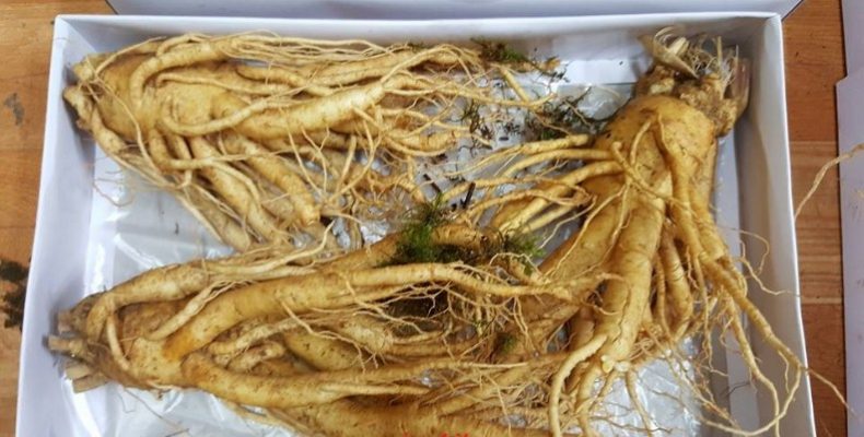 nhân sâm tươi hàn quốc